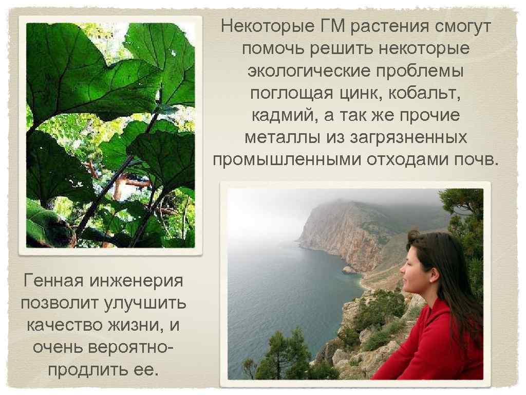 Некоторые ГМ растения смогут помочь решить некоторые экологические проблемы поглощая цинк, кобальт, кадмий, а