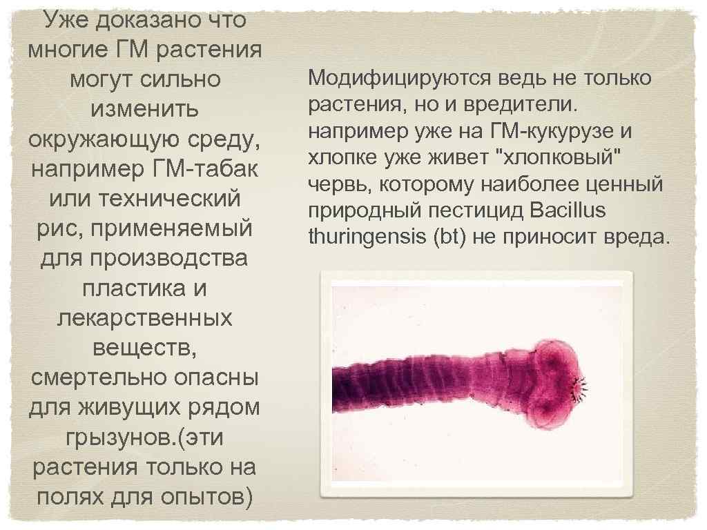 Уже доказано что многие ГМ растения могут сильно изменить окружающую среду, например ГМ-табак или