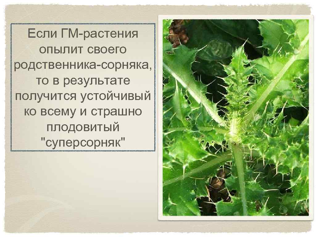 Если ГМ-растения опылит своего родственника-сорняка, то в результате получится устойчивый ко всему и страшно