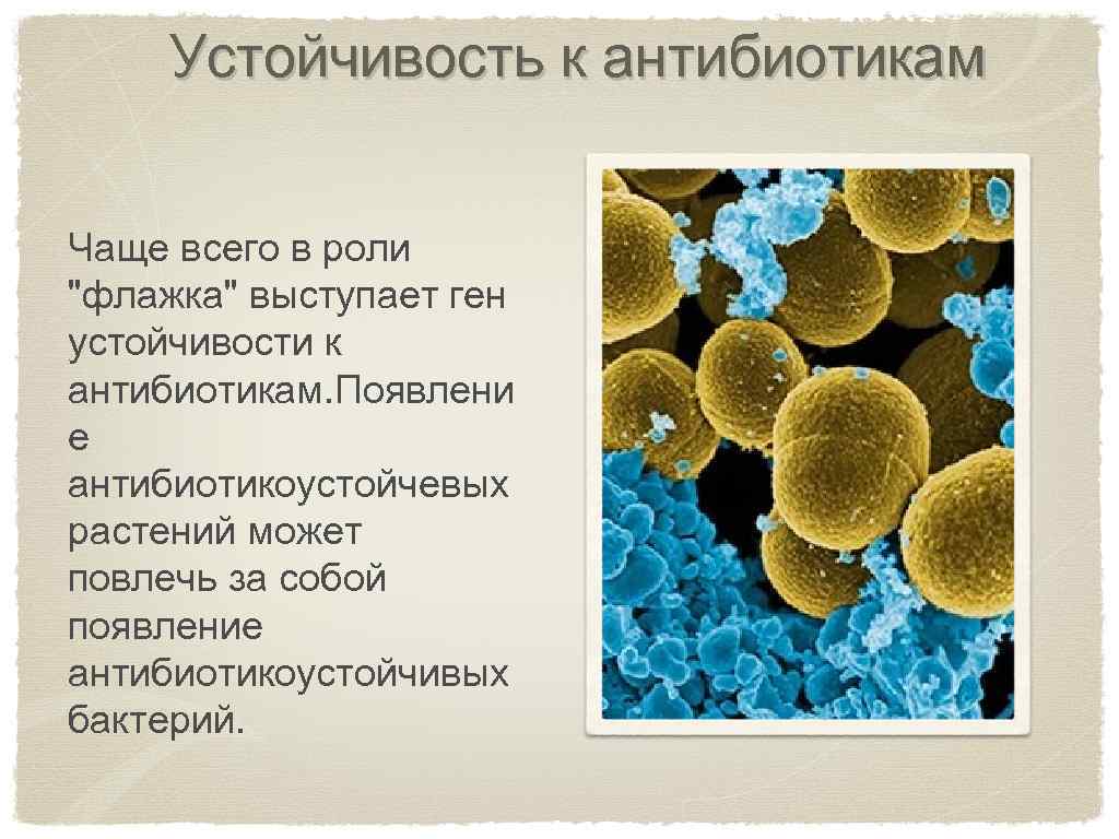 Устойчивость к антибиотикам Чаще всего в роли 