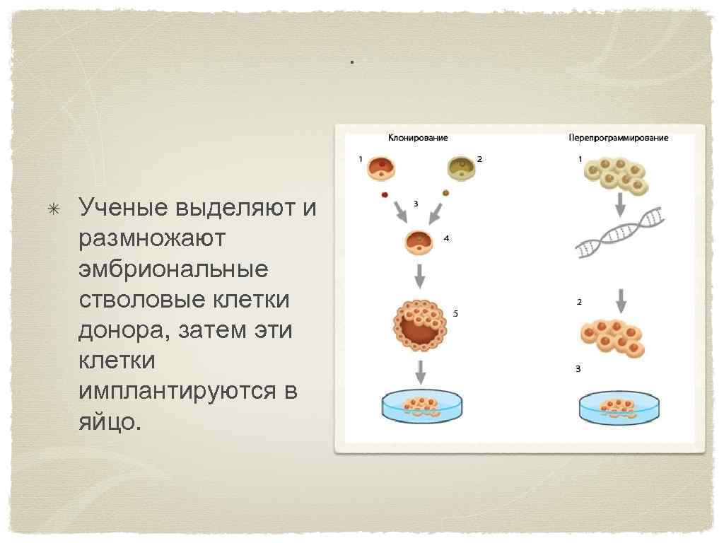 . Ученые выделяют и размножают эмбриональные стволовые клетки донора, затем эти клетки имплантируются в