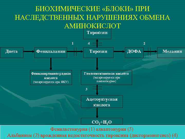 БИОХИМИЧЕСКИЕ «БЛОКИ» ПРИ НАСЛЕДСТВЕННЫХ НАРУШЕНИЯХ ОБМЕНА АМИНОКИСЛОТ Тироксин 1 Диета 4 Фенилаланин Фенилпировиноградная кислота