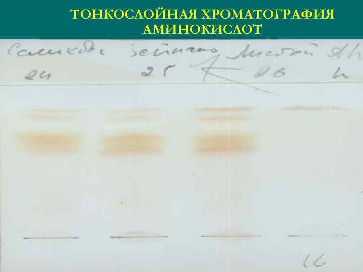 ТОНКОСЛОЙНАЯ ХРОМАТОГРАФИЯ АМИНОКИСЛОТ 