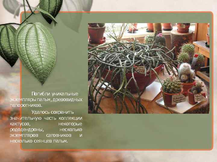 Погибли уникальные экземпляры пальм, древовидных папоротников. Удалось сохранить значительную часть коллекции кактусов, некоторые рододендроны,