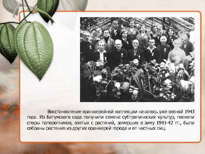 Восстановление оранжерейной коллекции началось уже весной 1943 года. Из Батумского сада получили семена субтропических