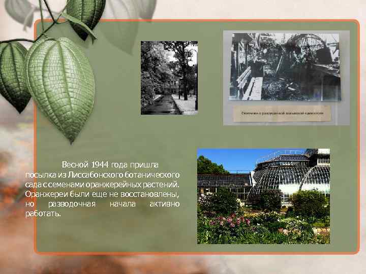 Весной 1944 года пришла посылка из Лиссабонского ботанического сада с семенами оранжерейных растений. Оранжереи