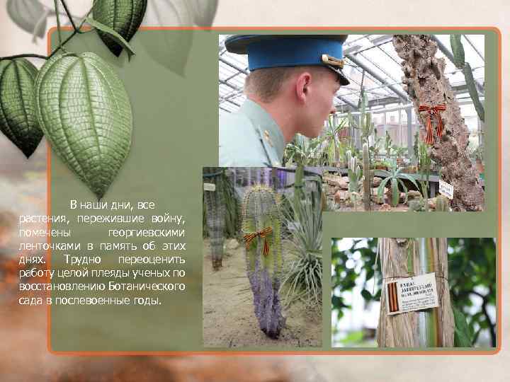 В наши дни, все растения, пережившие войну, помечены георгиевскими ленточками в память об этих