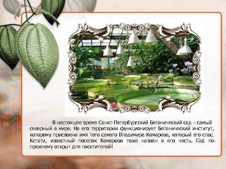 В настоящее время Санкт-Петербургский Ботанический сад – самый северный в мире. На его территории