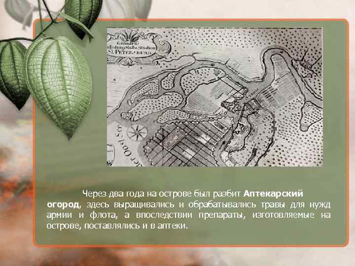 Через два года на острове был разбит Аптекарский огород, здесь выращивались и обрабатывались