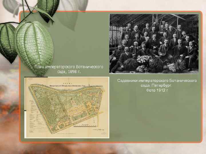 План императорского Ботанического сада, 1898 г. Садовники императорского Ботанического сада. Петербург. Фото 1912 г