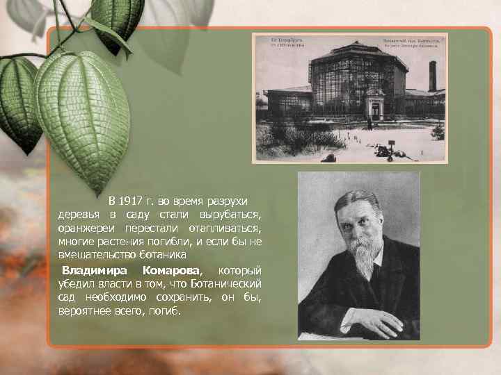 В 1917 г. во время разрухи деревья в саду стали вырубаться, оранжереи перестали отапливаться,