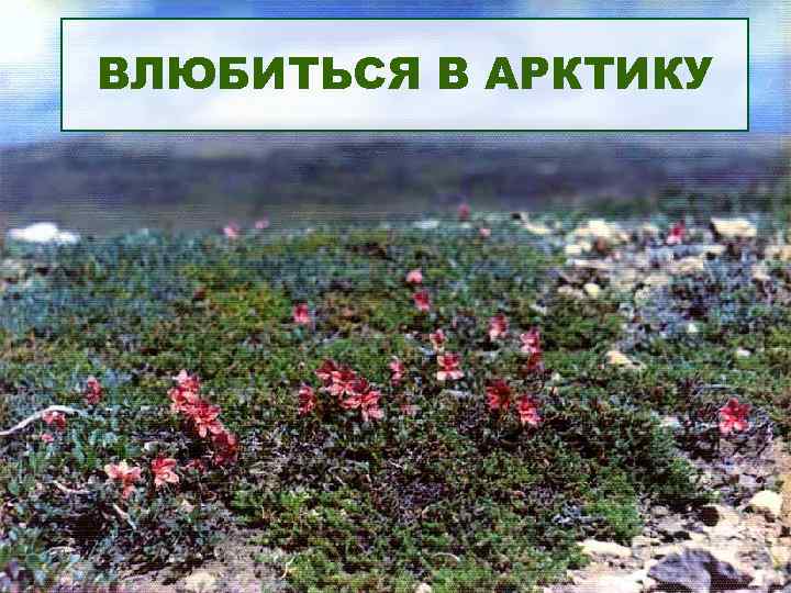ВЛЮБИТЬСЯ В АРКТИКУ 