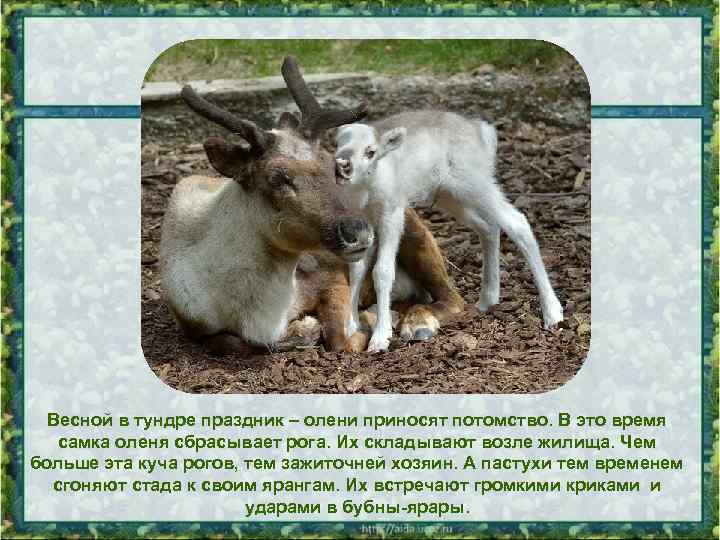 Весной в тундре праздник – олени приносят потомство. В это время самка оленя сбрасывает