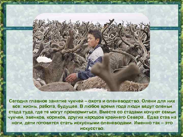 Сегодня главное занятие чукчей – охота и оленеводство. Олени для них все: жизнь, работа,