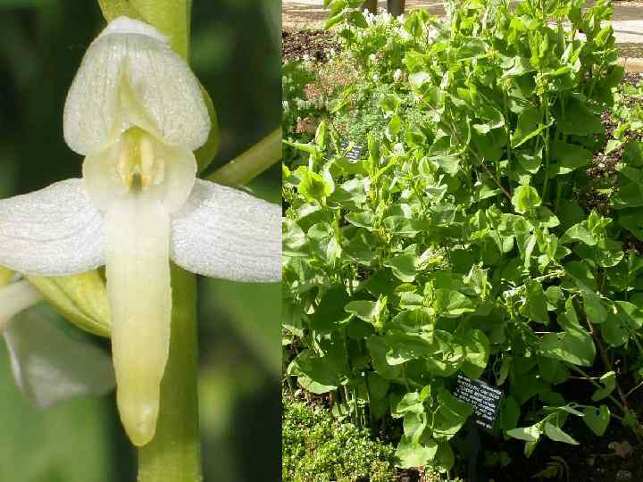  Подкласс MAGNOLIIDAE — МАГНОЛИИДЫ Семейство ARISTOLOCHIACEAE — КИРКАЗОНОВЫЕ Род Aristolochia L. – Кирказон.