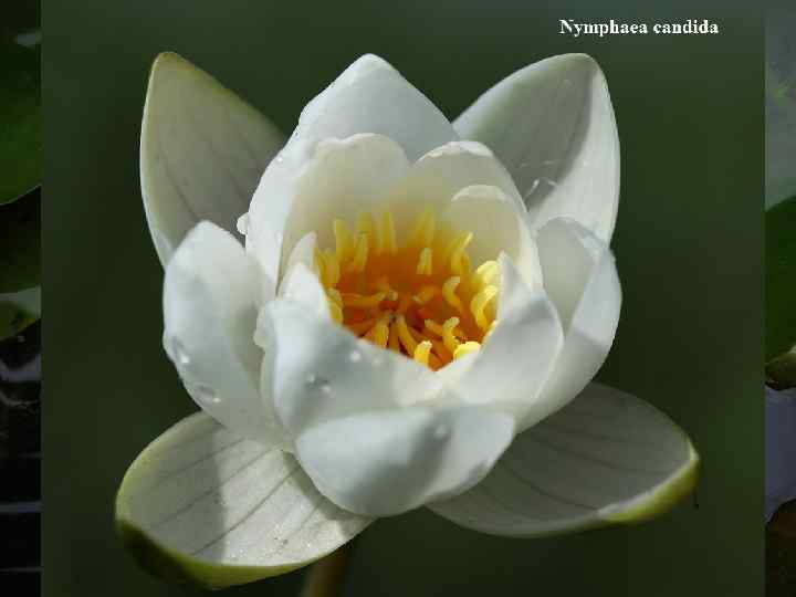  Семейство NYMPHAEACEAE — КУВШИНКОВЫЕ Род Nymphaea L. – Кувшинка. N. alba L. –