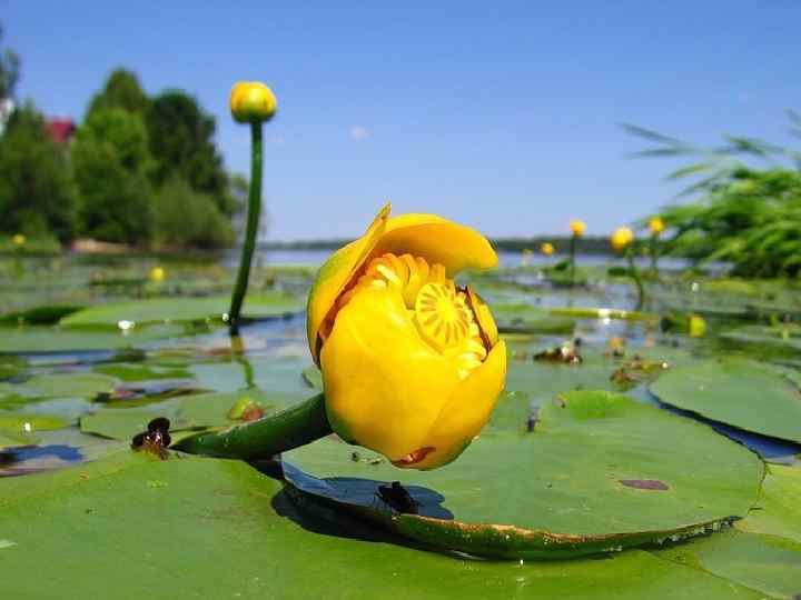  Семейство NYMPHAEACEAE — КУВШИНКОВЫЕ Род Nuphar Smith – Кубышка. N. lutea (L. )