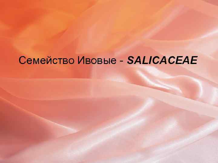 Семейство Ивовые - SALICACEAE 