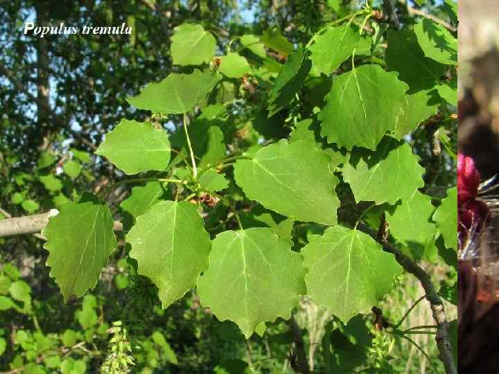  Род Populus L. – Тополь. P. alba L. – Т. белый, или серебристый.