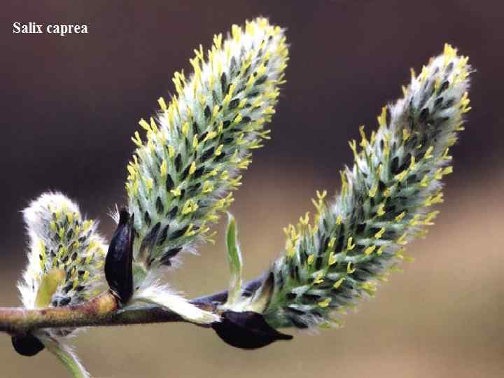  Род Salix L. – Ива. S. acutifolia Willd. – И. остролистная, или Шелюга,