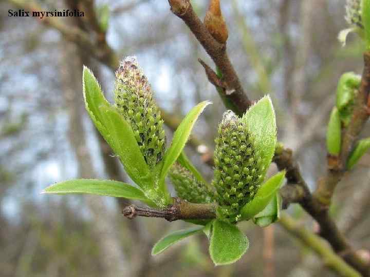  Род Salix L. – Ива. S. cinerea L. – И. пепельная. Кустарник. До