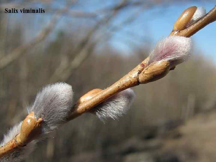  Род Salix L. – Ива. S. starkeana Willd. – И. приземистая, или Штарке.