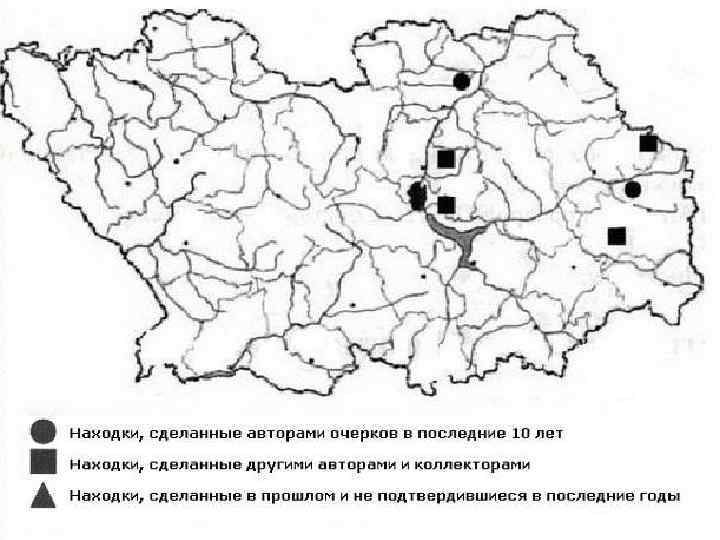 Красная книга Статус 2 Salix lapponum L. – И. лапландская, или лопарская. Распространение: Распространена
