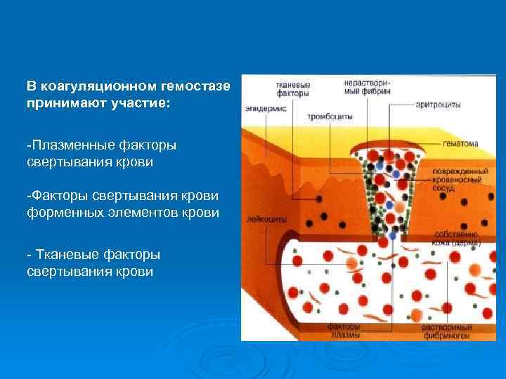 В коагуляционном гемостазе принимают участие: -Плазменные факторы свертывания крови -Факторы свертывания крови форменных элементов