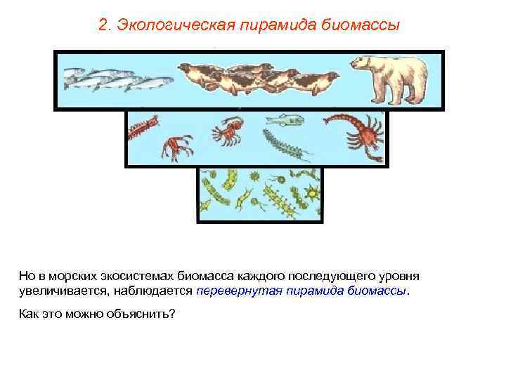 2. Экологическая пирамида биомассы Но в морских экосистемах биомасса каждого последующего уровня увеличивается, наблюдается