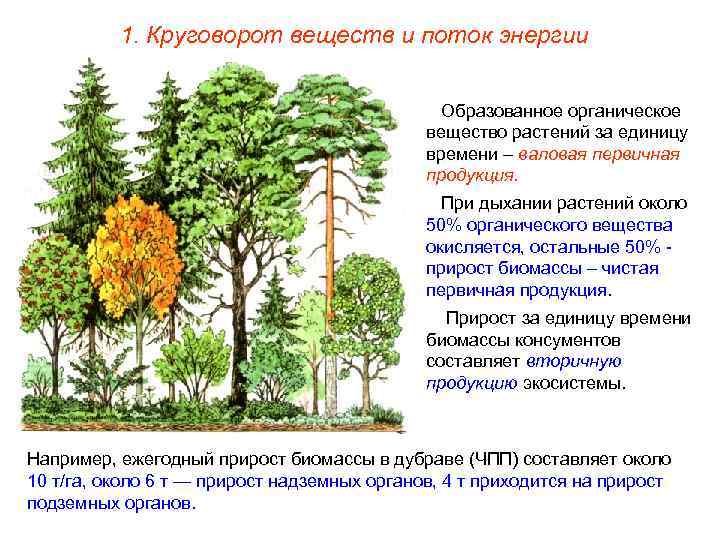 1. Круговорот веществ и поток энергии Образованное органическое вещество растений за единицу времени –