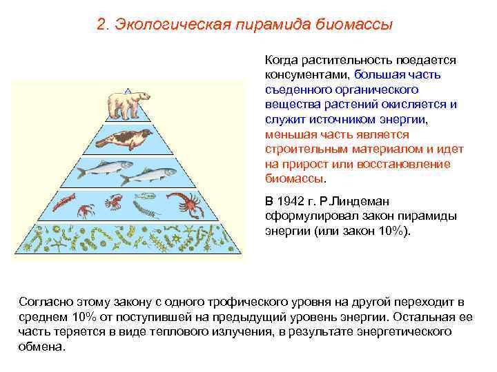 2. Экологическая пирамида биомассы Когда растительность поедается консументами, большая часть съеденного органического вещества растений