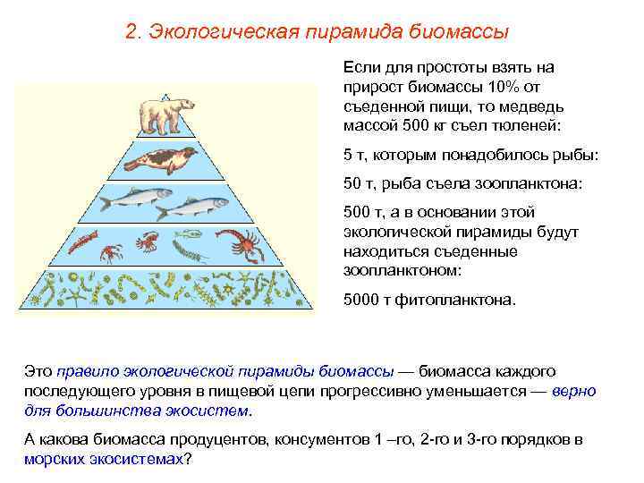 2. Экологическая пирамида биомассы Если для простоты взять на прирост биомассы 10% от съеденной