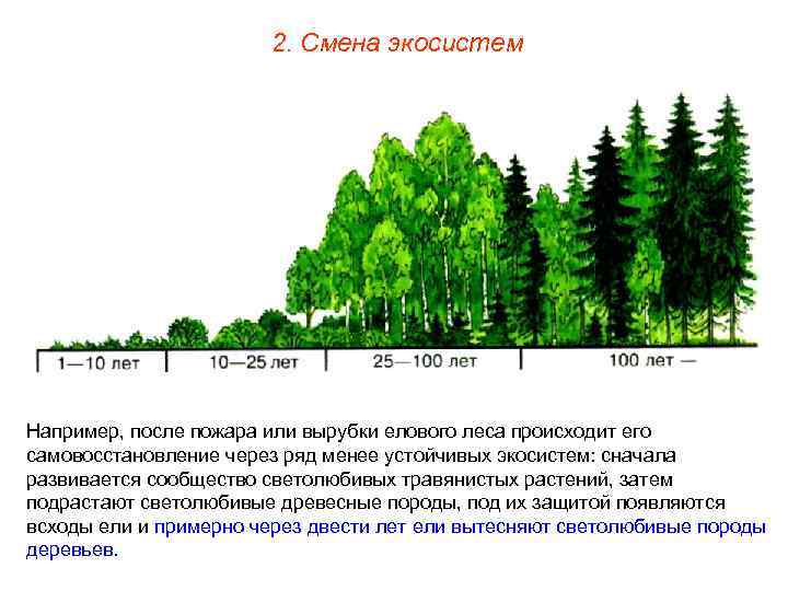 2. Смена экосистем Например, после пожара или вырубки елового леса происходит его самовосстановление через