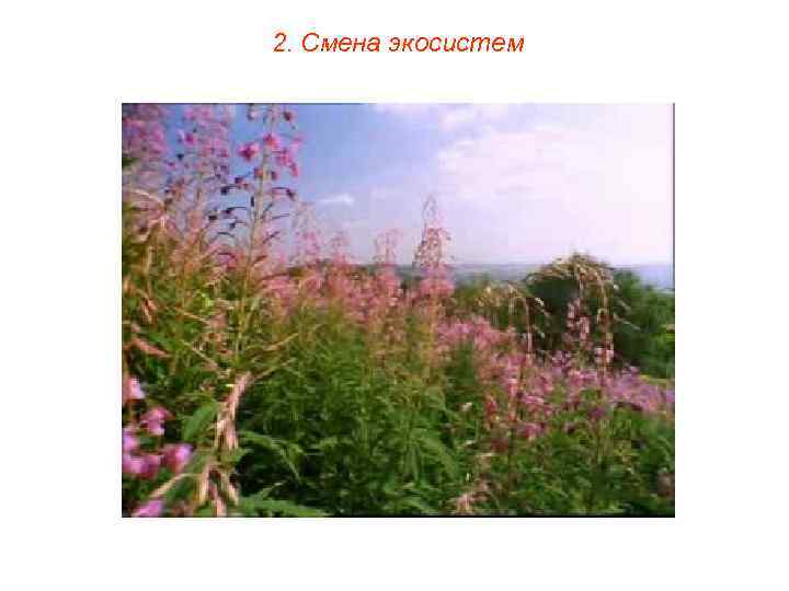 2. Смена экосистем 