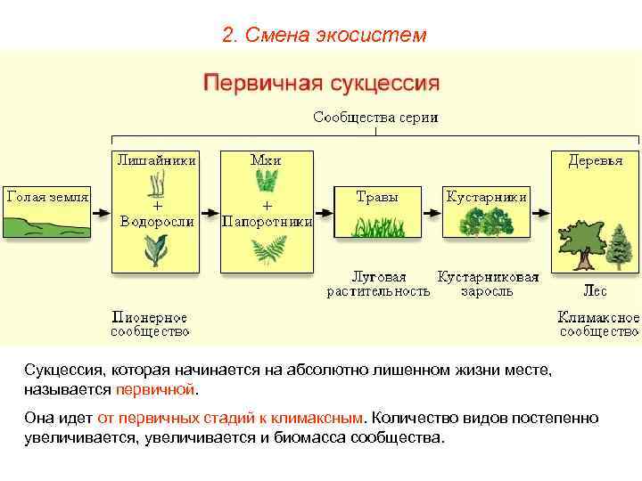 2. Смена экосистем Сукцессия, которая начинается на абсолютно лишенном жизни месте, называется первичной. Она