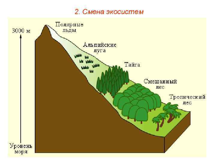 2. Смена экосистем 