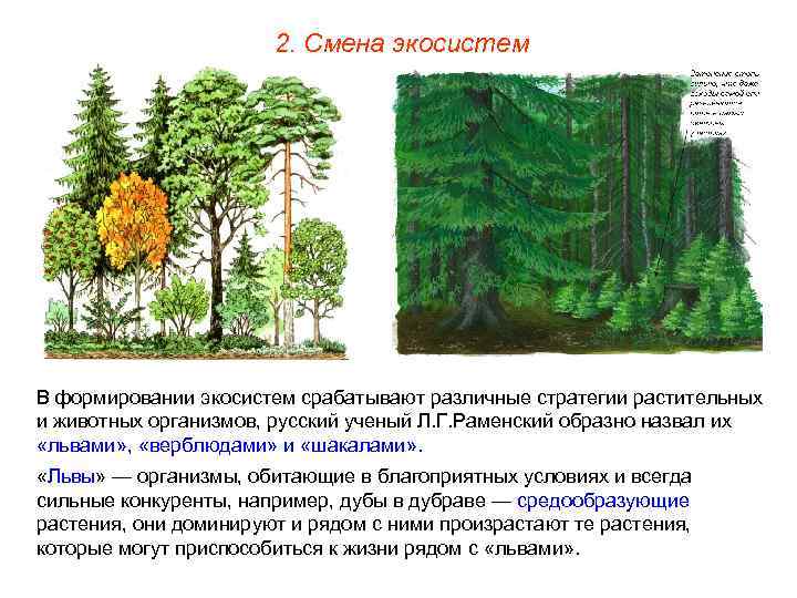 2. Смена экосистем В формировании экосистем срабатывают различные стратегии растительных и животных организмов, русский