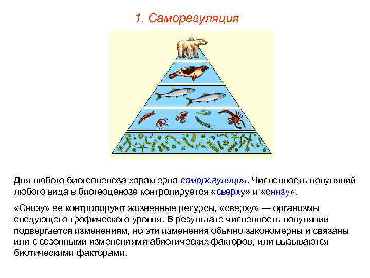 1. Саморегуляция Для любого биогеоценоза характерна саморегуляция. Численность популяций любого вида в биогеоценозе контролируется