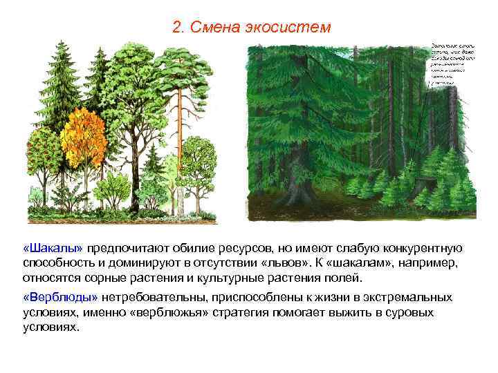 2. Смена экосистем «Шакалы» предпочитают обилие ресурсов, но имеют слабую конкурентную способность и доминируют