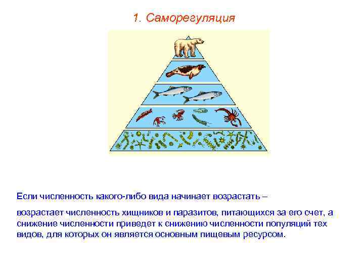 1. Саморегуляция Если численность какого-либо вида начинает возрастать – возрастает численность хищников и паразитов,