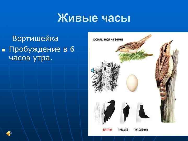Живые часы n Вертишейка Пробуждение в 6 часов утра. 