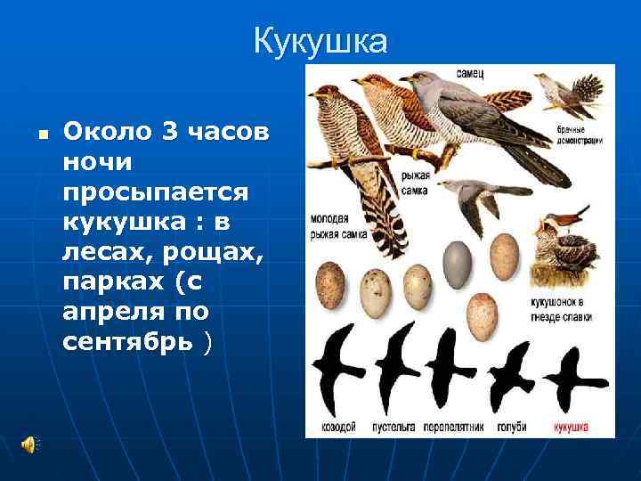 Кукушка n Около 3 часов ночи просыпается кукушка : в лесах, рощах, парках (с