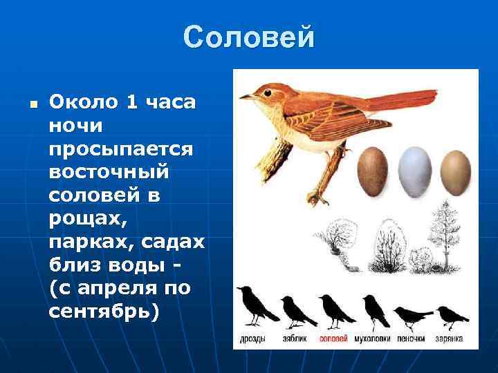 Соловей n Около 1 часа ночи просыпается восточный соловей в рощах, парках, садах близ