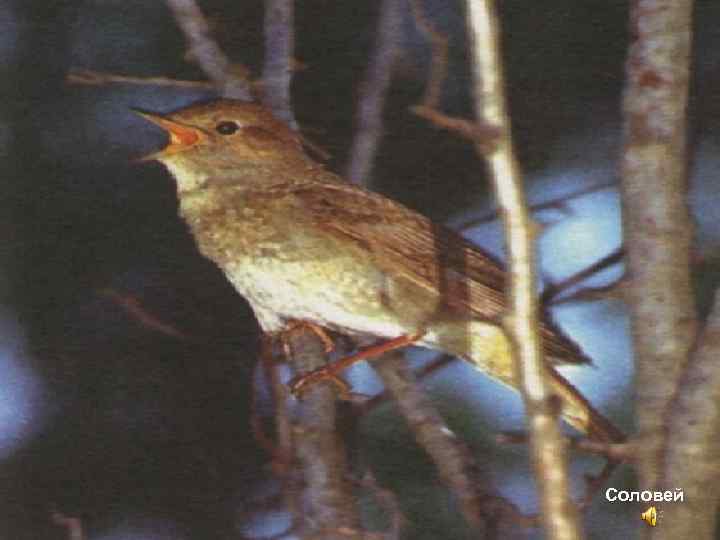 Соловей 