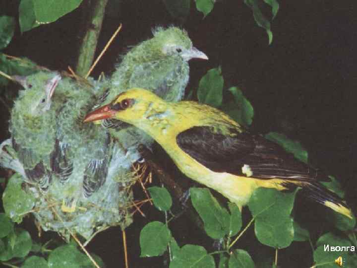 Иволга 