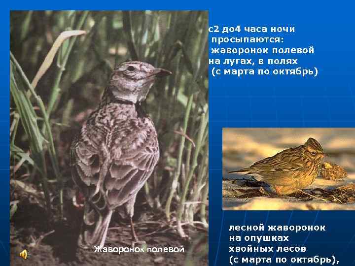 с2 до 4 часа ночи просыпаются: жаворонок полевой на лугах, в полях (с марта