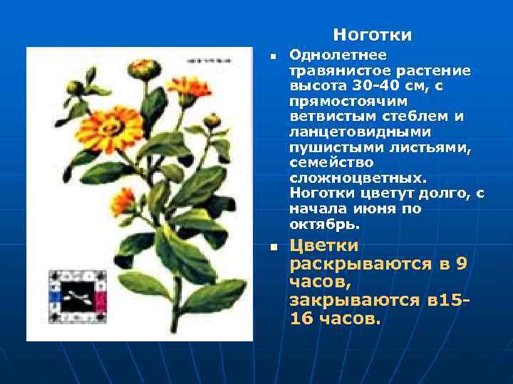  Ноготки n Однолетнее травянистое растение высота 30 -40 см, с прямостоячим ветвистым стеблем