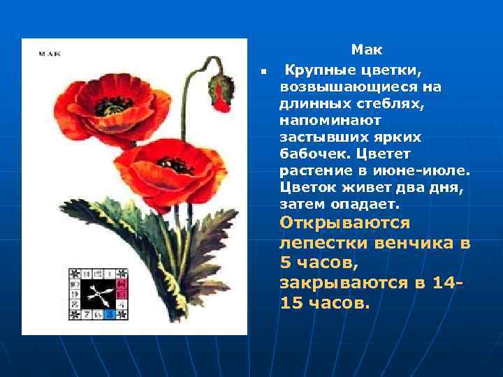 n Мак Крупные цветки, возвышающиеся на длинных стеблях, напоминают застывших ярких бабочек. Цветет растение