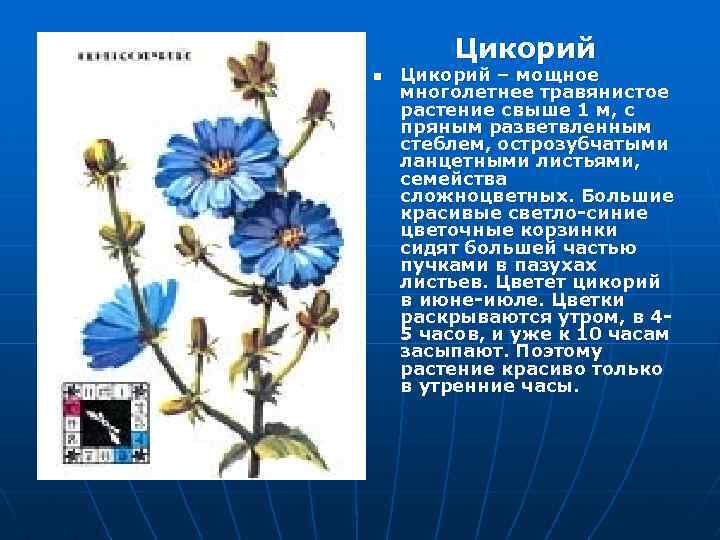 Цикорий n Цикорий – мощное многолетнее травянистое растение свыше 1 м, с пряным разветвленным