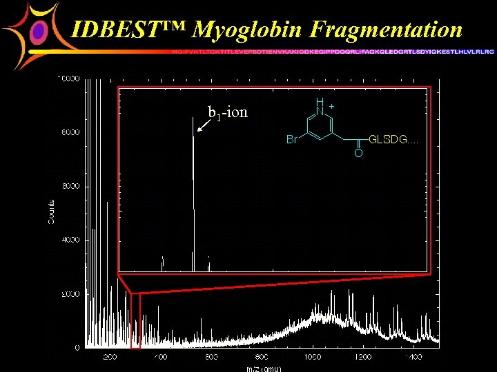 IDBEST™ Myoglobin Fragmentation b 1 -ion [81 Br]-b 1 -ion [79 Br]-b 1 -ion